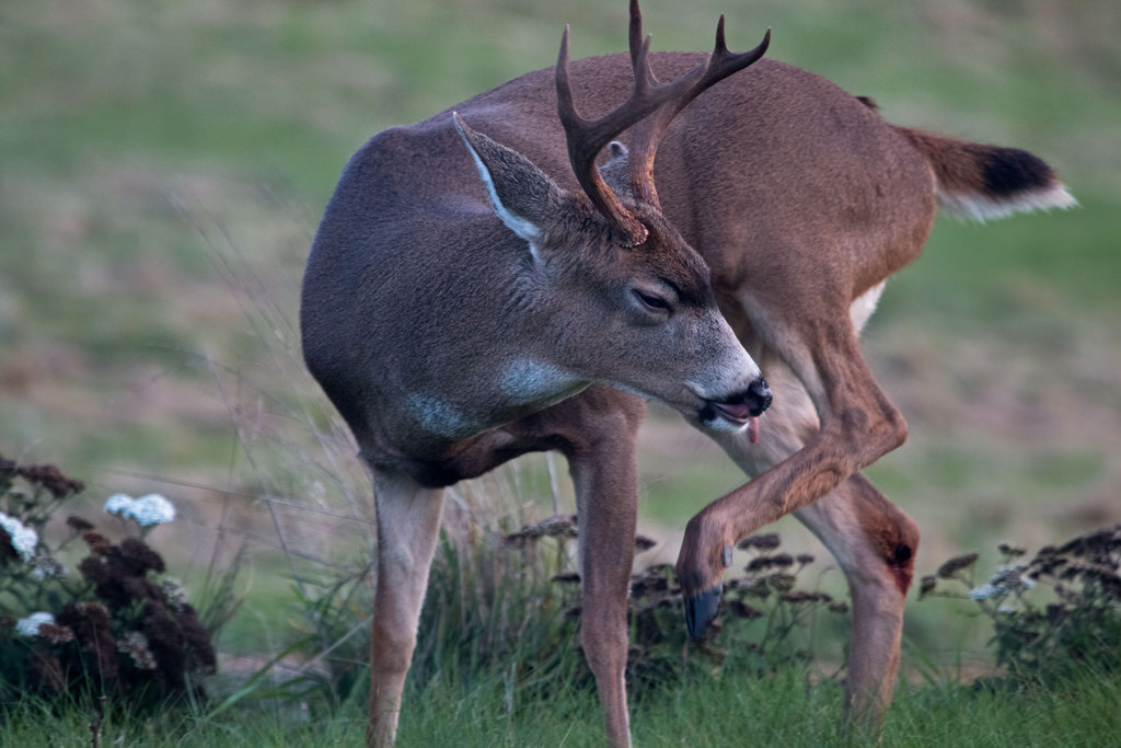 deer (Photo Credit: Peter Pearsall, U.S. Fish and Wildlife Service)