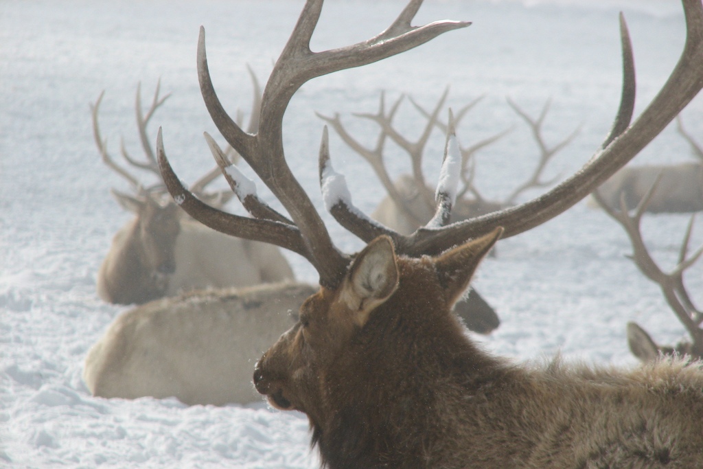 elk (Photo Credit: Lori Iverson, U.S. Fish and Wildlife Service)