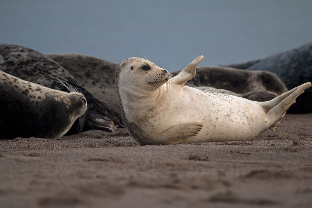 seal (Photo Credit: Peter Pearsall, U.S. Fish and Wildlife Service)