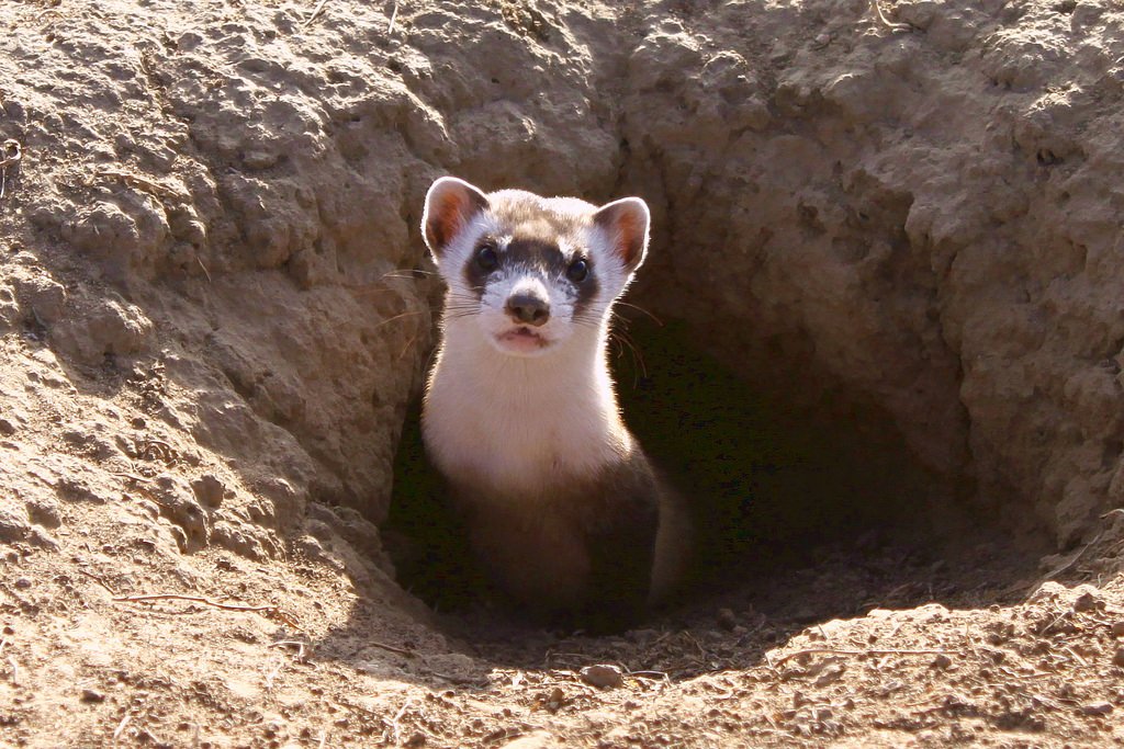 ferret (Photo Credit: Ryan Moehring, U.S. Fish and Wildlife Service)