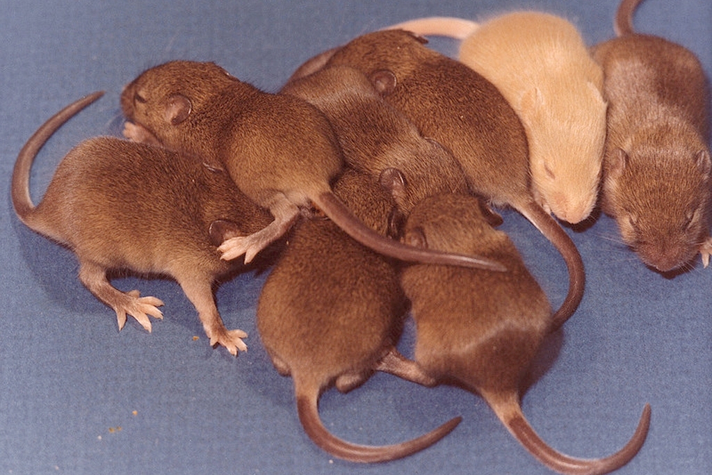 mice (Photo Credit: U.S. Department of Energy)
