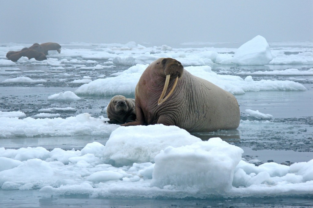 walrus (Photo Credit: Sarah Sonsthagen, U.S. Fish and Wildlife Service)