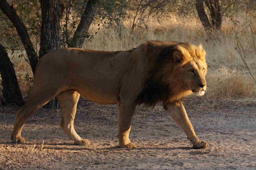 lion (Photo Credit: Sam Cushman, U.S. Department of Agriculture)