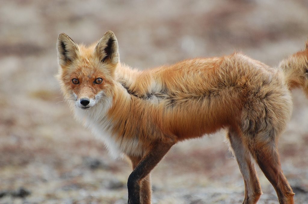 fox (Photo Credit: Kristine Sowl, U.S. Fish and Wildlife Service)