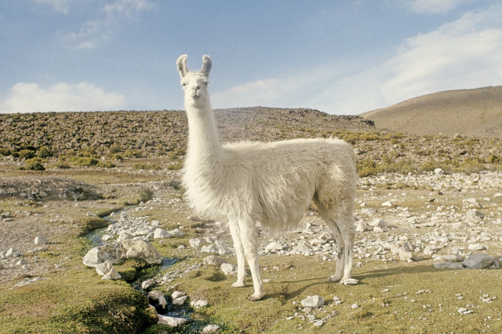 llama (Photo Credit: Peace Corps)