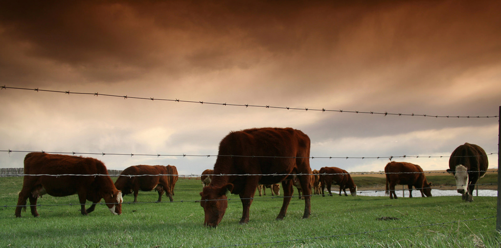 cattle (Photo Credit: U.S. Department of Agriculture)