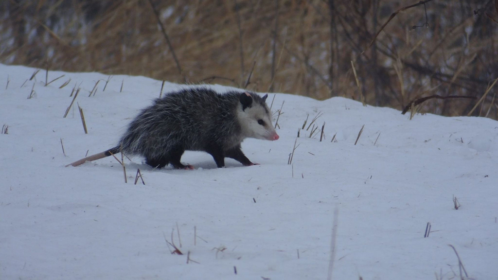 opossum (Photo Credit: U.S. Fish and Wildlife Service)