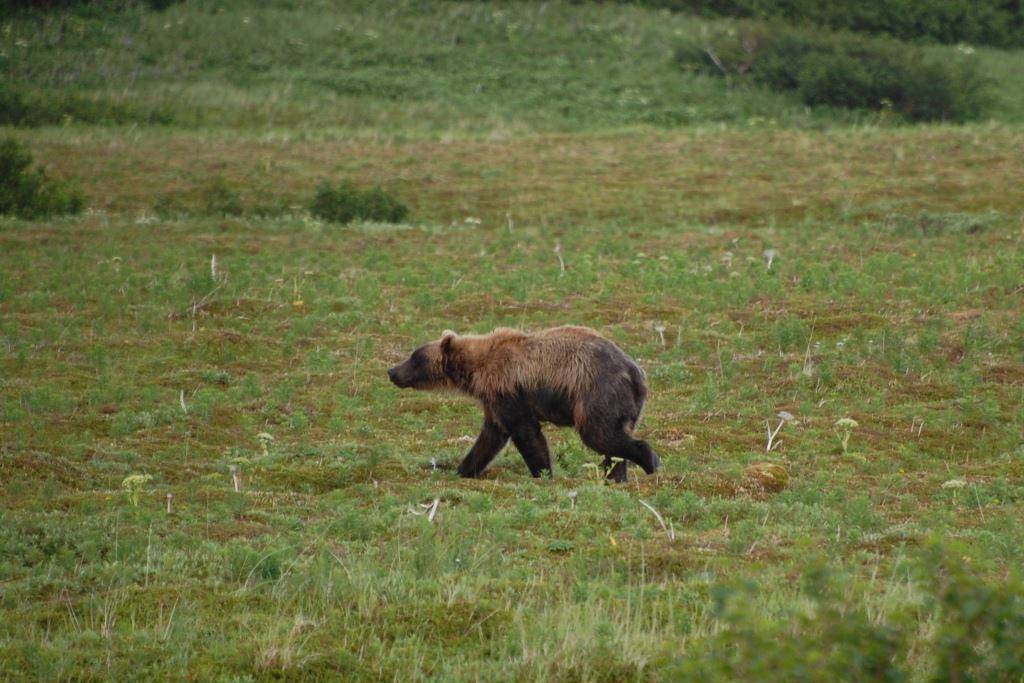 bear (Photo Credit: Kristine Sowl, U.S. Fish and Wildlife Service)