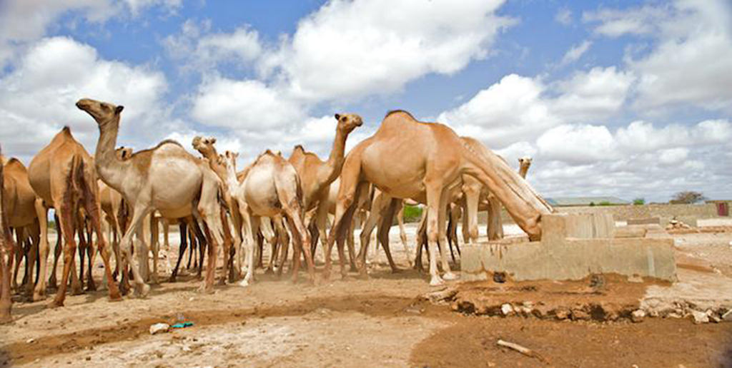 camels (Photo Credit: Pact/Abraham Ali, USAID in Africa)