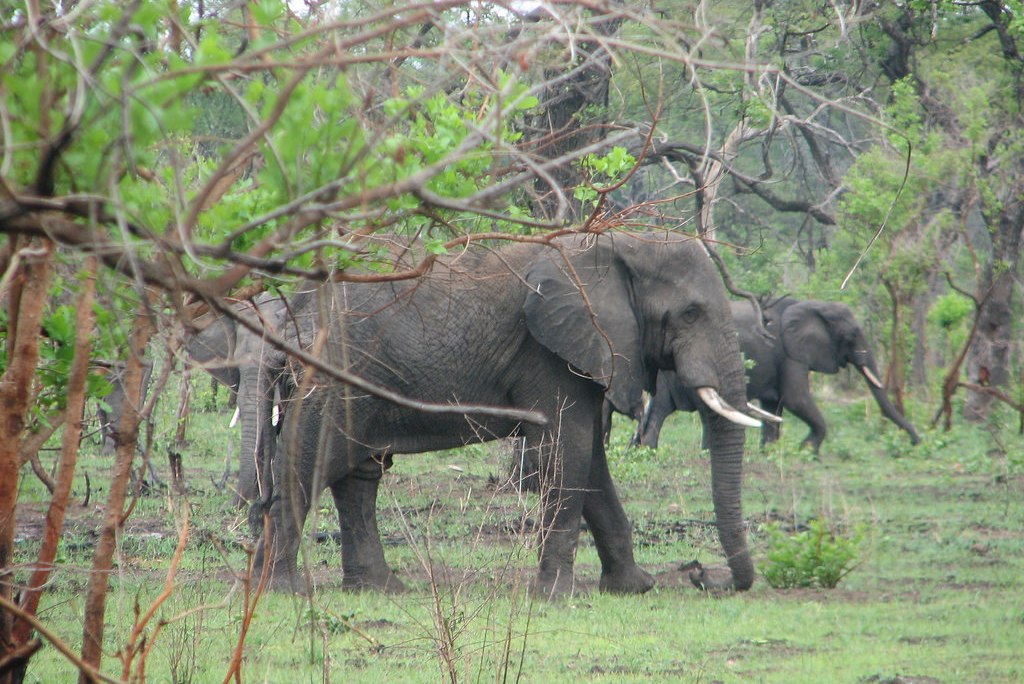 elephants (Photo Credit: Peace Corps)