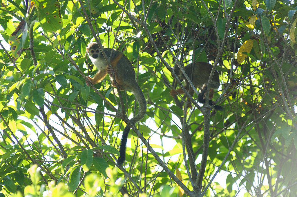 monkeys (Photo Credit: Peace Corps)
