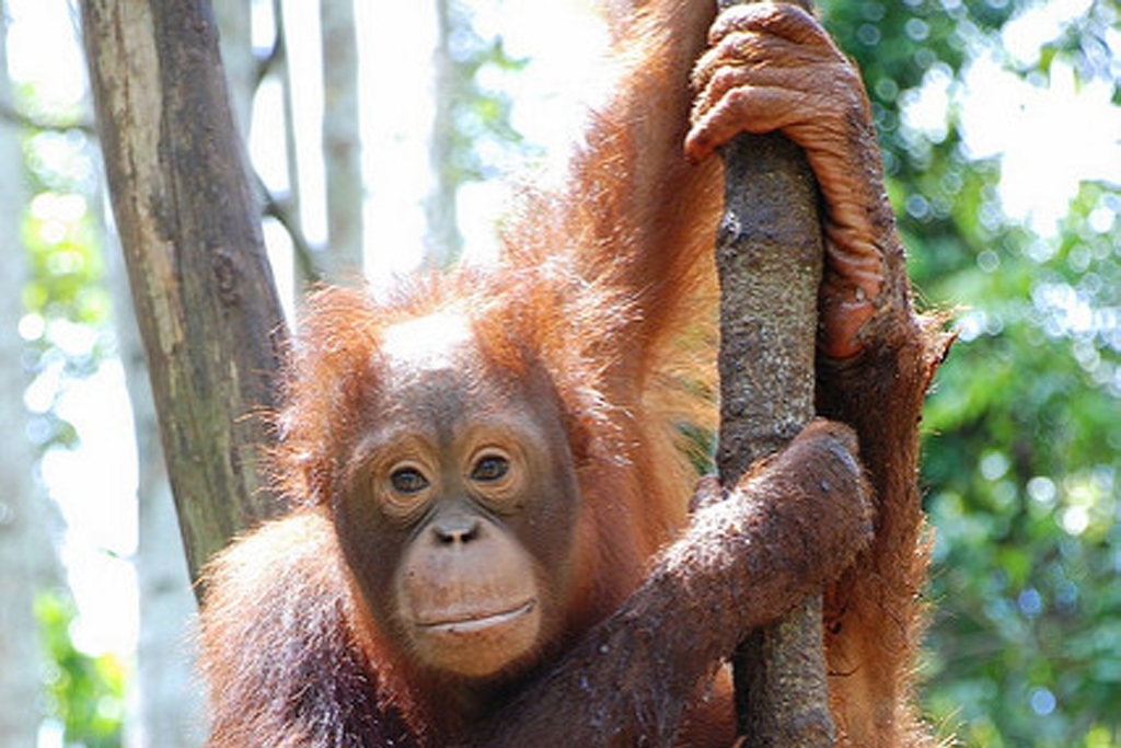 orangutan (Photo Credit: USAID Indonesia)