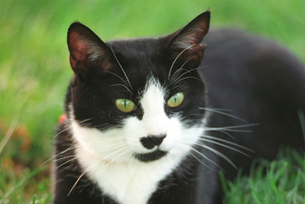 cat (Photo Credit: President Clinton, 1993-2001, White House Photograph Office)