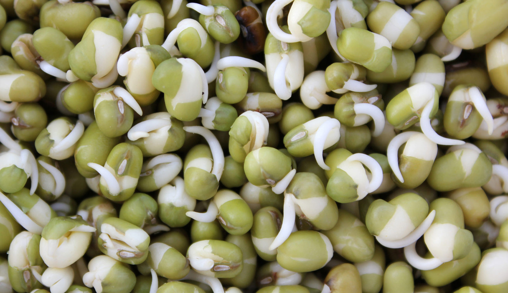 seeds (Photo Credit: Ritesh Man, U.S. Department of Agriculture)