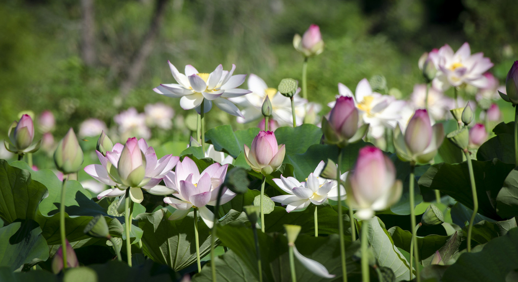 Lotus flower (Photo Credit:  Tim Brown, U.S. Department of State)
