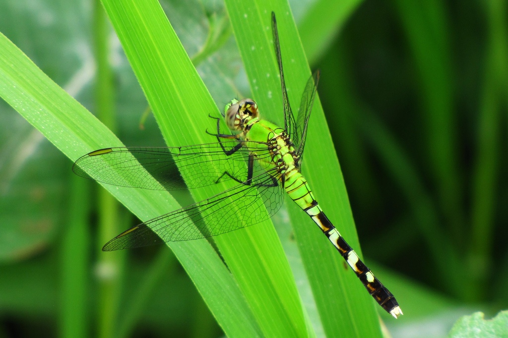 Eastern Pondhawk dragonfly (Photo Credit:  Alex Galt, U.S. Fish and Wildlife Service Midwest Region)