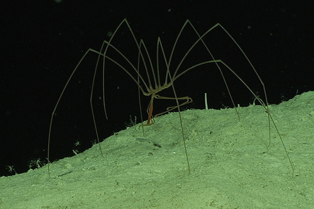 sea spider (Photo Credit:  Scott C. France, Bahamas Deep-Sea Corals 2009 Exploration, NOAA-OER)