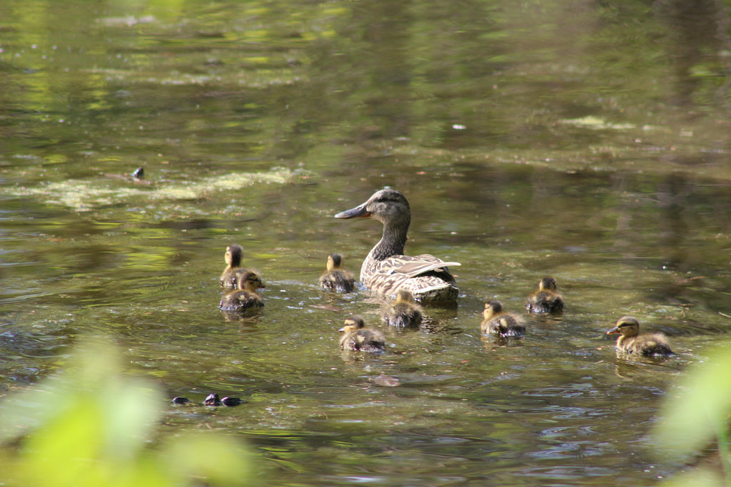 mallard duck (Photo Credit: Courtney Celley, U.S. Fish and Wildlife Service Midwest Region)