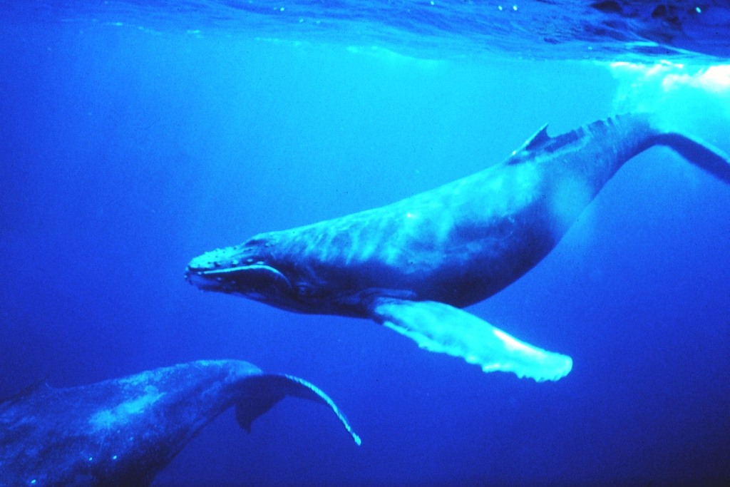 humpback whales (Photo Credit: Dr. Louis M. Herman, National Oceanic and Atmospheric Administration)