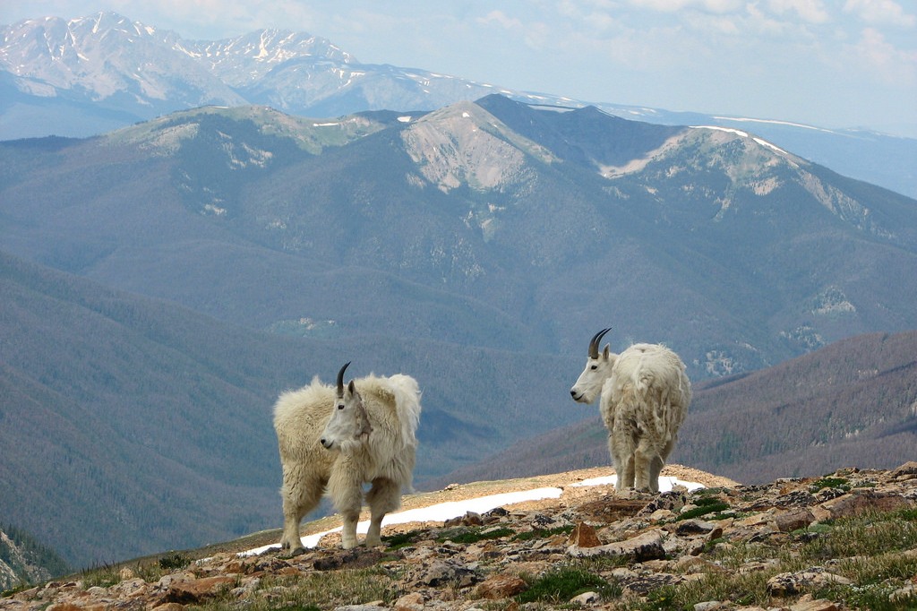 mountain goats (Photo Credit: Jeff Drahota, U.S. Fish and Wildlife Service)