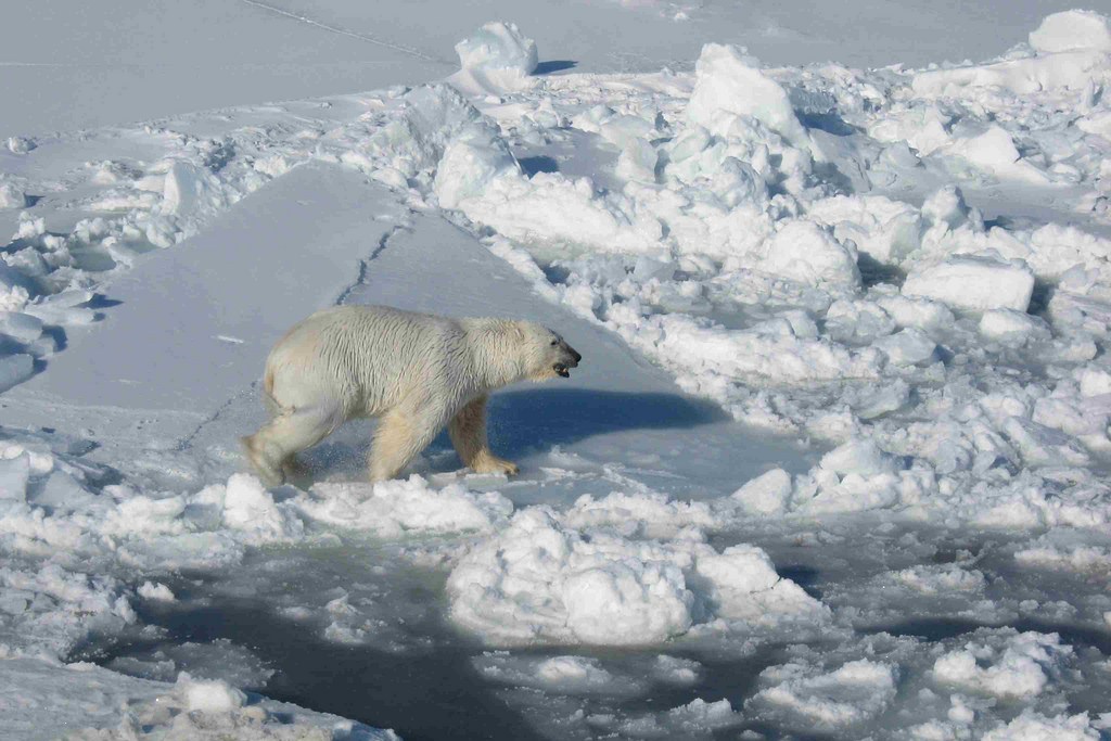 polar bear (Photo Credit: Eric Regehr, U.S. Fish and Wildlife Service)