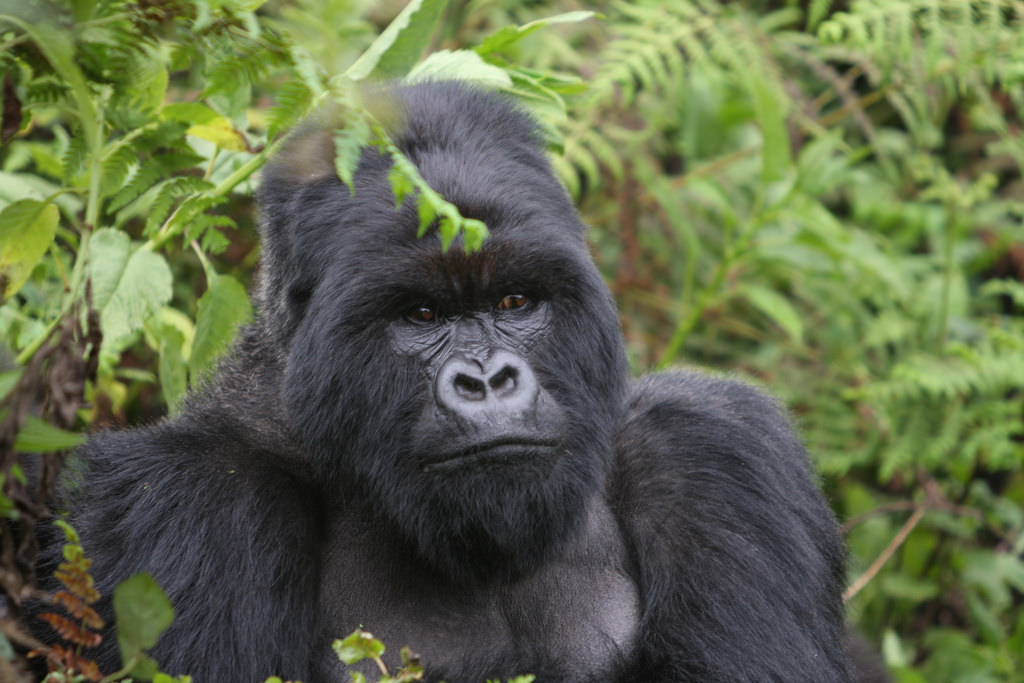 mountain gorilla (Photo Credit: Richard Ruggiero, U.S. Fish and Wildlife Service)