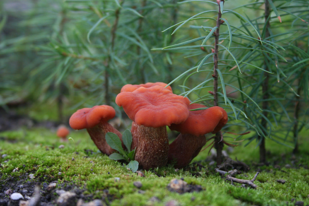 fungus (Photo Credit: U.S. Department of Energy)