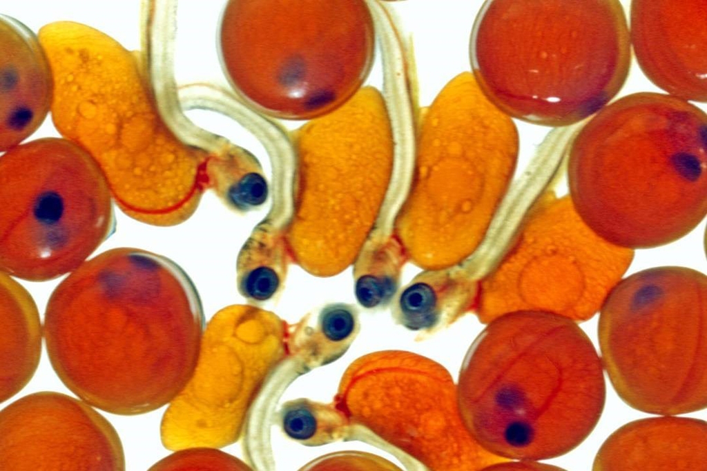 salmon eggs (Photo Credit: U.S. Fish and Wildlife Service)