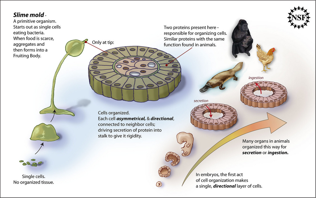 slime mold (Photo Credit: Zina Deretsky, National Science Foundation)