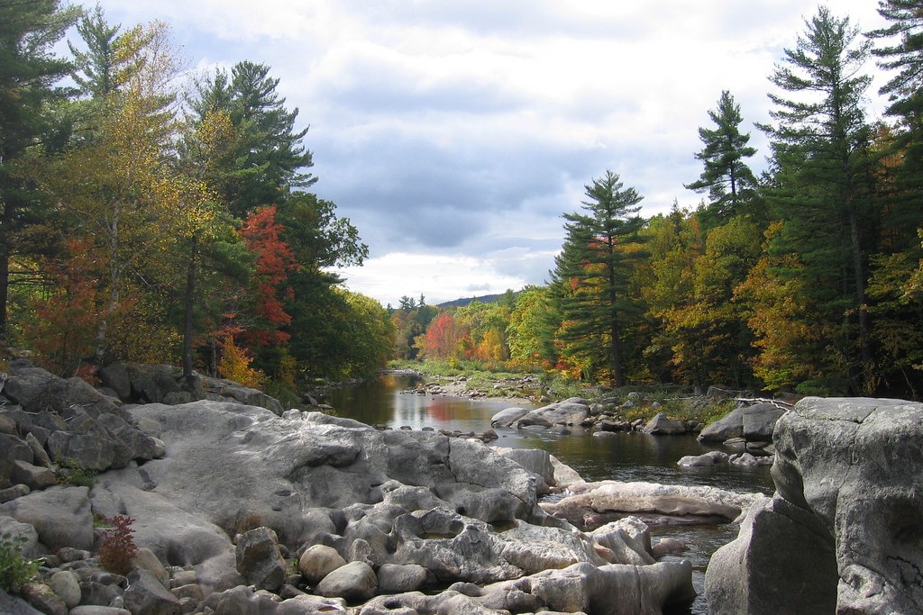 trees (Photo Credit: U.S. Geological Survey)