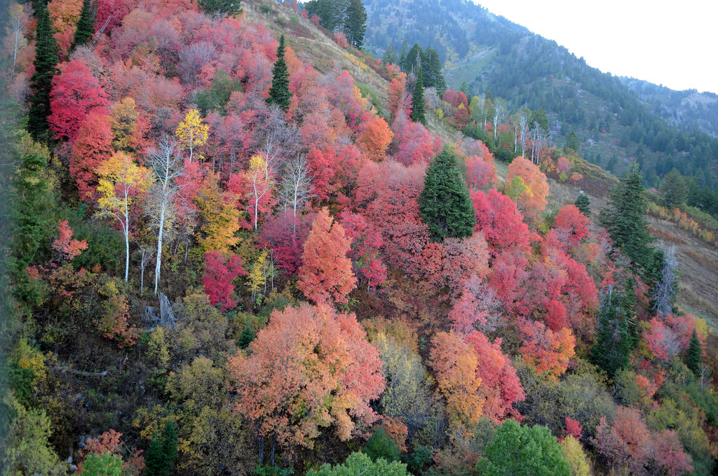 trees (Photo Credit: Garry Tucker, U. S. Fish and Wildlife Service)