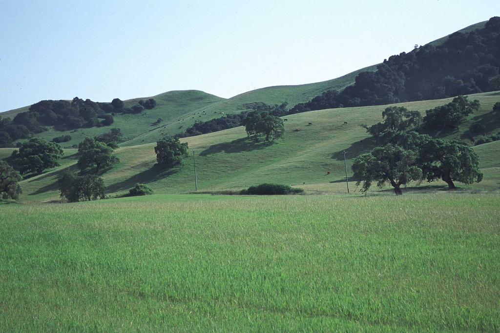 grass (Photo Credit: U.S. Department of Agriculture)