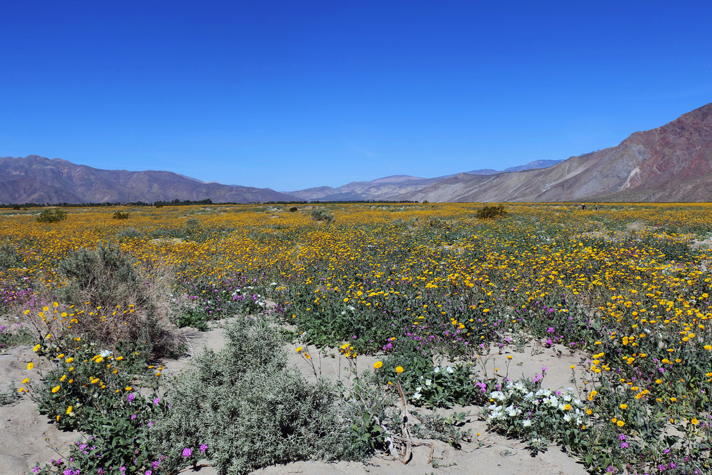 desert sunflowers (Photo Credit: Joanna Gilkeson, U.S. Fish and Wildlife Service)