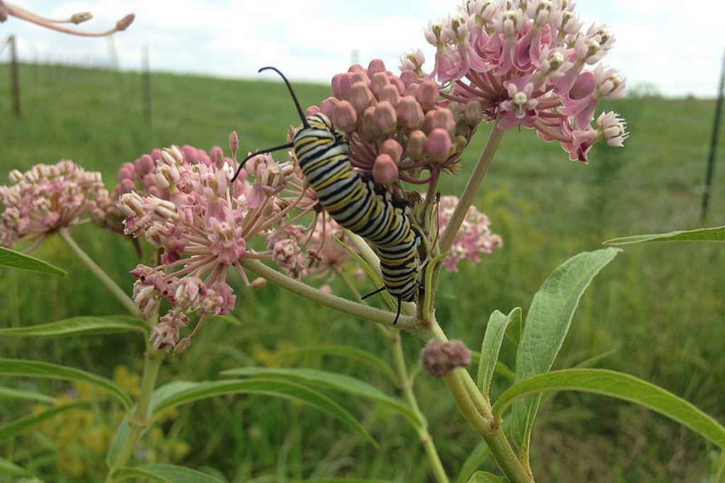 Monarch caterpillar (Photo Credit: Michelle Woodson, U.S. Fish and Wildlife Service Midwest Region)