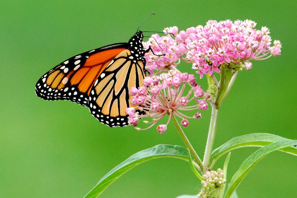 Monarch butterfly (Photo Credit: George Gentry, U.S. Fish and Wildlife Service)