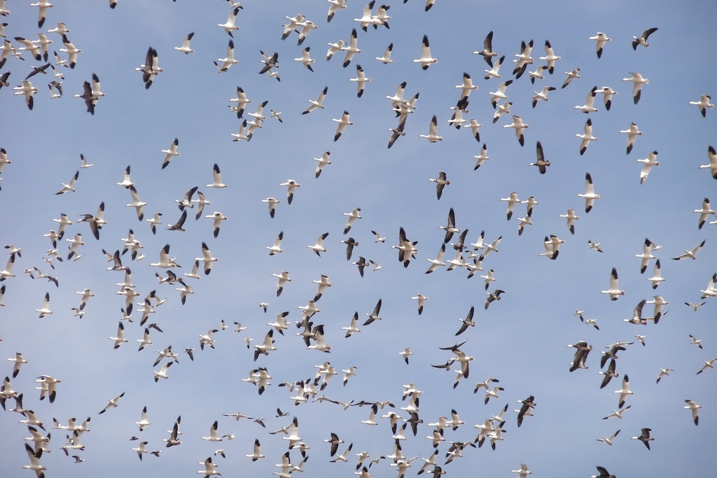 snow geese (Photo Credit: Amanda Horvath, U.S. Fish and Wildlife Service Mountain-Prairie)