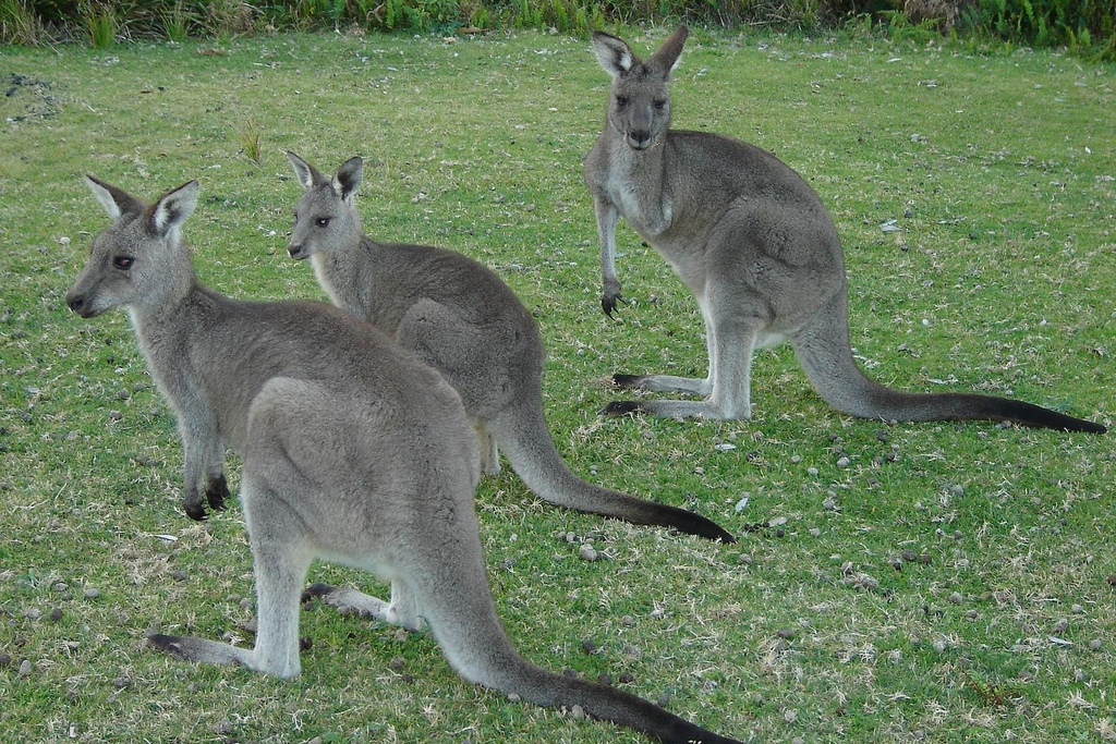 kangaroos (Photo Credit: Central Intelligence Agency - The World Factbook)