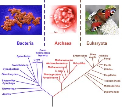 The three categories [domains] of life | Sequencing All Life On Earth – Facts and Figures - Wellcome Sanger Institute Blog | sangerinstitute.blog