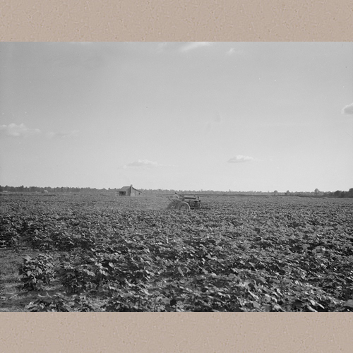 Houses dot the fields, abandoned before the march of the tractor. Aldridge Plantation near Leland, Mississippi | Lange, Dorothea, photographer | Library of Congress Prints and Photographs Division Washington, D.C. 20540 USA | Date Created/Published: 1937 June