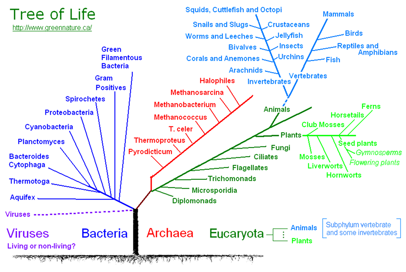 Tree of Life | greennature.ca